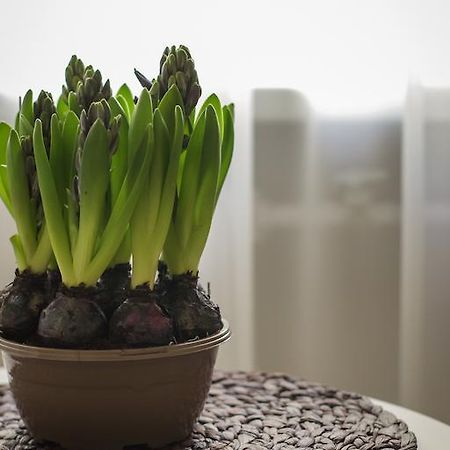 ドルスキニンカイSaulysアパートメント 部屋 写真